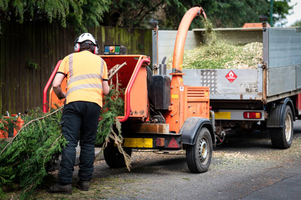 Best Tree Pruning Services  in St Cloud, MN